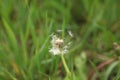 Morning landscape,ÃÂ White dandelion with green background, nature green backgound